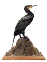 Taxidermy: A Cormorant (Phalacrocorax carbo), modern, by Robert Ellis, Taxidermist, Middlesbrough,