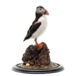 Taxidermy: Atlantic Puffin (Fratercula arctica), dated 2023, by Robert Ellis, Taxidermy,