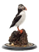 Taxidermy: Atlantic Puffin (Fratercula arctica), dated 2023, by Robert Ellis, Taxidermy,