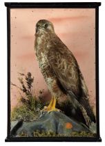 Taxidermy: A Cased Common Buzzard (Buteo buteo), circa early 20th century, a large full mount