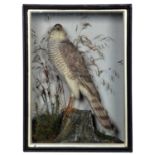 Taxidermy: A Late Victorian Cased European Sparrowhawk (Accipiter nisus), circa 1880-1900, by E.