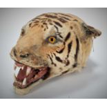 Taxidermy: Indian Tiger Head Mount (Panthera tigris tigris), circa 1880-1900, an adult head mount