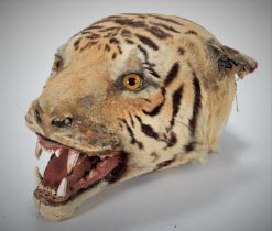 Taxidermy: Indian Tiger Head Mount (Panthera tigris tigris), circa 1880-1900, an adult head mount