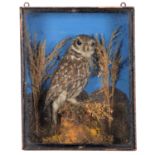 Taxidermy: A Late Victorian Cased Little Owl (Athene noctua), circa 1870-1900, a full mount adult