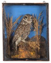 Taxidermy: A Late Victorian Cased Little Owl (Athene noctua), circa 1870-1900, a full mount adult