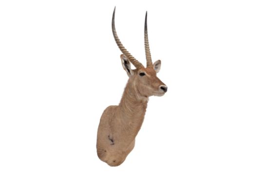 Taxidermy: Common Waterbuck (Kobus ellipsiprymnus), circa late 20th century, South Africa, an - Image 2 of 3