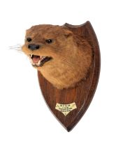 Taxidermy: European Otter (Lutra lutra), dated 1936, by Henry Murray, Naturalists & Taxidermists,