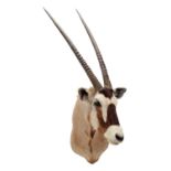 Taxidermy: Gemsbok Oryx (Oryx gazella), circa late 20th century, South Africa, an adult male