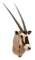 Taxidermy: Gemsbok Oryx (Oryx gazella), circa late 20th century, South Africa, an adult male