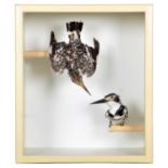 Taxidermy: Cased Pied Kingfishers (Ceryle rudis), circa early-mid 20th century, two full mount adult