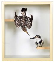 Taxidermy: Cased Pied Kingfishers (Ceryle rudis), circa early-mid 20th century, two full mount adult