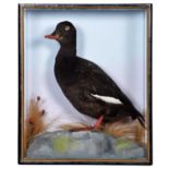 Taxidermy: A Cased Velvet Scoter Duck (Melanitta fusca), circa late 20th century, a full mount adult