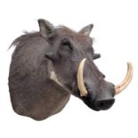 Taxidermy: Common Warthog (Phacochoerus africanus), circa 21st century, by Karl Human, Taxidermy,