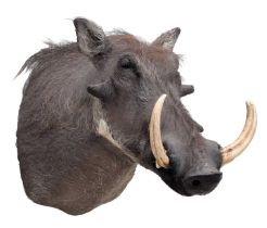 Taxidermy: Common Warthog (Phacochoerus africanus), circa 21st century, by Karl Human, Taxidermy,