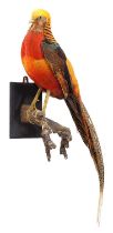 Taxidermy: A Golden Pheasant (Chrysolophus pictus), modern, by Robert Ellis, Taxidermist,