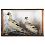 Taxidermy: A Cased pair of Smew Ducks (Mergellus albellus), circa late 20th century, a pair of