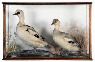 Taxidermy: A Cased pair of Smew Ducks (Mergellus albellus), circa late 20th century, a pair of