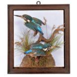 Taxidermy: A Pair of European Kingfishers (Alcedo athis), circa 1900, attributed to Chas Thorp,