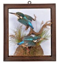 Taxidermy: A Pair of European Kingfishers (Alcedo athis), circa 1900, attributed to Chas Thorp,