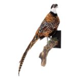 Taxidermy: A Reeves Pheasant (Syrmaticus reevesii), modern, by Robert Ellis, Taxidermist,