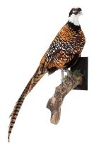 Taxidermy: A Reeves Pheasant (Syrmaticus reevesii), modern, by Robert Ellis, Taxidermist,