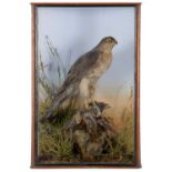 Taxidermy: A Late Victorian Cased European Sparrowhawk (Accipiter nisus), attributed to William