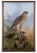 Taxidermy: A Late Victorian Cased European Sparrowhawk (Accipiter nisus), attributed to William