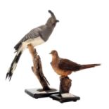 Taxidermy: A White-Bellied Go-Away-Bird & Bartletts Cuckoo-Dove, captive bred, circa 1997, by