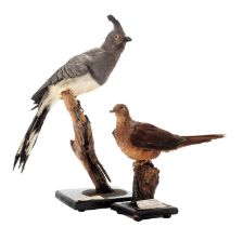 Taxidermy: A White-Bellied Go-Away-Bird & Bartletts Cuckoo-Dove, captive bred, circa 1997, by