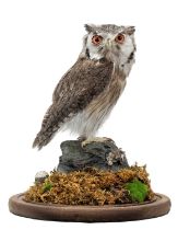 Taxidermy: A Northern White-Faced Scops Owl (Ptilopsis leucotis), circa 21st century, captive