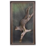Taxidermy: A Wall Cased Grey Squirrel (Sciurus carolinensis), circa 1986, by A.J. Armitstead,