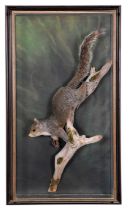 Taxidermy: A Wall Cased Grey Squirrel (Sciurus carolinensis), circa 1986, by A.J. Armitstead,