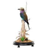 Taxidermy: A Lilac-Breasted Roller (Coracias caudatus), dated 2023, by Robert Ellis, Taxidermy,