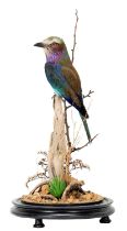 Taxidermy: A Lilac-Breasted Roller (Coracias caudatus), dated 2023, by Robert Ellis, Taxidermy,