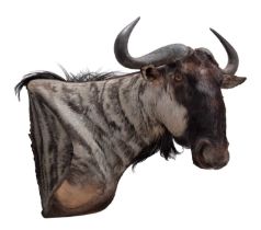 Taxidermy: Blue Wildebeest (Connochaetes taurinus), circa 21st century, by Karl Human, Taxidermy,