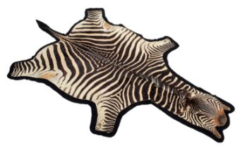 Skins/Hides: Burchell's Zebra Skin (Equus quagga), circa late 20th century, a large high quality