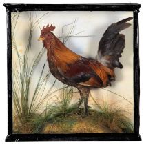 Taxidermy: A Late Victorian Cased Cockerel (Gallus gallus domesticus), circa 1880-1900, a full mount