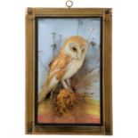 Taxidermy: A Cased Barn Owl (Tyto alba), circa early 20th century, by George Bazeley, Taxidermist,