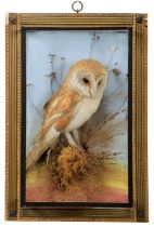 Taxidermy: A Cased Barn Owl (Tyto alba), circa early 20th century, by George Bazeley, Taxidermist,