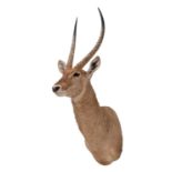 Taxidermy: Common Waterbuck (Kobus ellipsiprymnus), circa late 20th century, South Africa, an