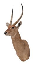 Taxidermy: Common Waterbuck (Kobus ellipsiprymnus), circa late 20th century, South Africa, an