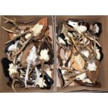 Antlers/Horns: A Collection of Large & Abnormal European Roebuck Antlers (Capreolus capreolus), a
