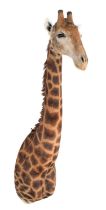 Taxidermy: South African Giraffe (Giraffa camelopardalis), circa 2019, South Africa, a large high