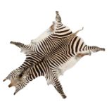 Skins/Hides: Hartmann's Mountain Zebra Skin (Equus zebra hartmannae), circa mid-late 20th century, a