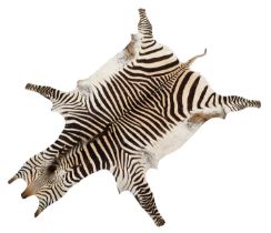 Skins/Hides: Hartmann's Mountain Zebra Skin (Equus zebra hartmannae), circa mid-late 20th century, a