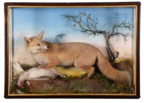 Taxidermy: A Large Cased European Red Fox (Vulpes vulpes), circa 1880-1933, by Thomas Jefferies,