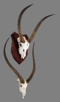 Antlers/Horns: A Set of Red Lechwe & Common Waterbuck Horns on Skulls (Kobus leche / Kobus