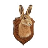 Taxidermy: A European Hare Mask (Lepus europaeus), modern, a high quality adult shoulder mount