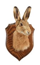 Taxidermy: A European Hare Mask (Lepus europaeus), modern, a high quality adult shoulder mount