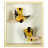 Taxidermy: Two Cased Indian Black-Hooded Orioles (Oriolus xanthornus), circa mid-20th century, a